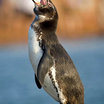 Galapagos Penguin